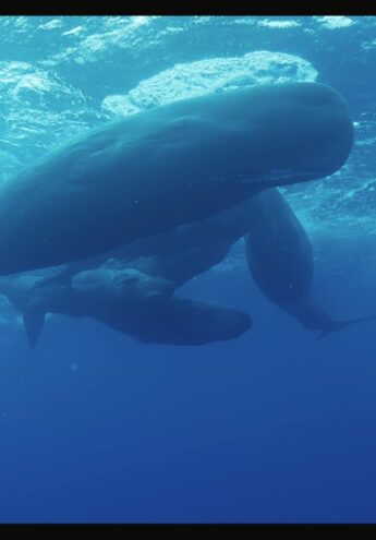 Cover du film :  Sperm Whales, Encounters With The Giants of The Sea (Cachalots)