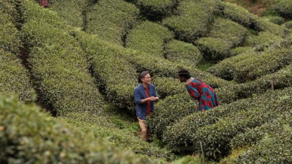 Black Tea